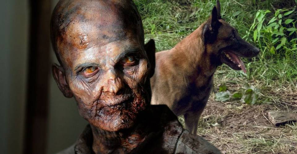 The Walking Dead Why Animals Dont Get Infected Like Humans The Walking Dead Why Animals Dont Get Infected Like Humans
